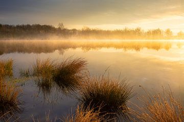 Ochtendnevel boven een meertje in het bos