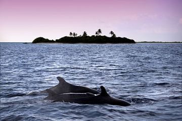 Dolphins by Thomas Herzog
