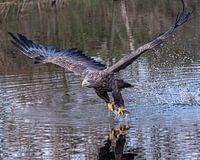 European bald eagle