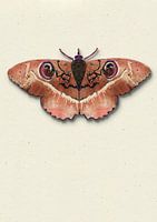 Terra mot met schaduw insecten illustratie