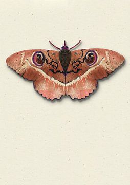 Terra moth with shadow insect illustrationThe by Angela Peters