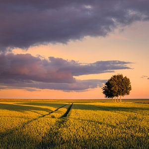 Sommerabend im Polder Johannes Kerkhoven