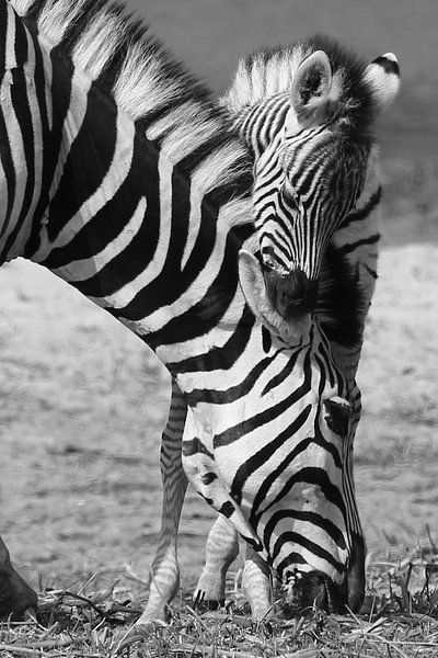 zwart wit zebra met jong in Botswana van Marieke Funke