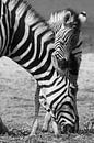zwart wit zebra met jong in Botswana van Marieke Funke thumbnail