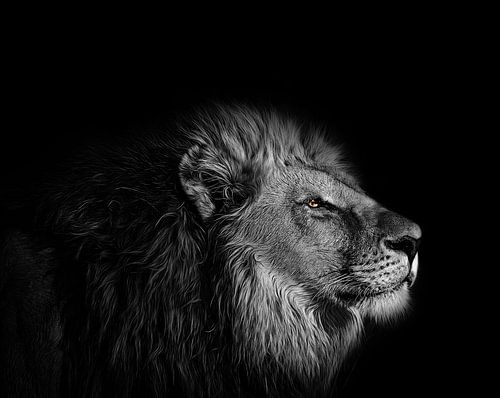 Het oog van de leeuw - Leeuwenkop in zwart-wit met heldere gele ogen
