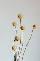 Craspedia bloem. Fine art fotografie. Wanddecoratie. Moody stijl.