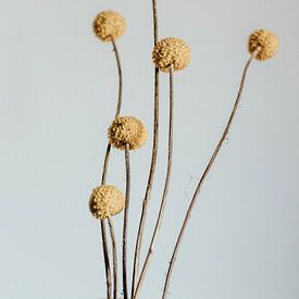 Craspedia Blume. Kunstfotografie. Wanddekoration. Launischer Stil. von Quinten van Ooijen