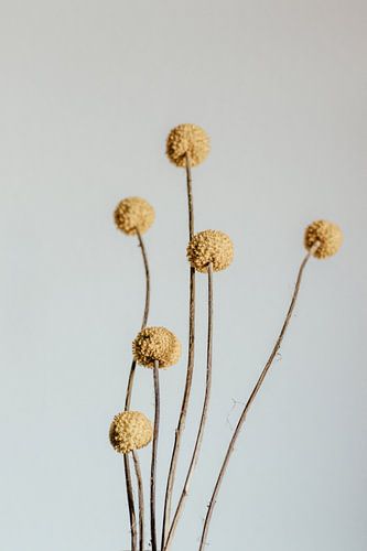 Craspedia flower. Fine art photography. Wall decoration. Moody style.