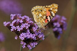 Vlinder op verbena van Martijn de Ridder