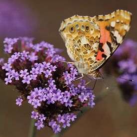 Schmetterling auf Eisenkraut von Martijn de Ridder