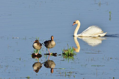 Knobbelzwaan en grauwe ganzen