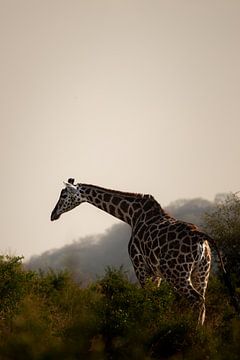 The breath of the wind - Giraffes on the move by Rick Massar