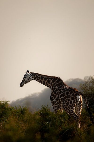 The breath of the wind - Giraffes on the move by Rick Massar