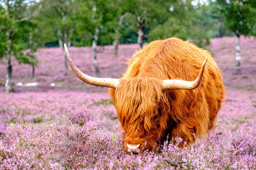 Bovins écossais des Highlands dans un champ de bruyères en fleur par Sjoerd van der Wal Photographie