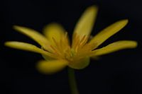 Chélidoine