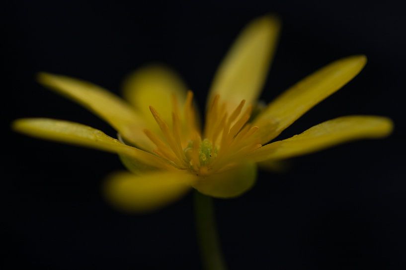 Celandine by Niels Hamelynck