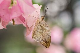 Pretty in Pink by Elsje van Dyk