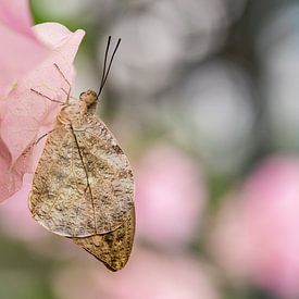 Mooi in Roze van Elsje van Dyk