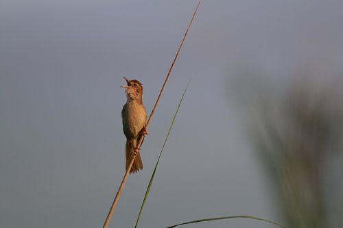 La moustache chante la chanson la plus élevée.