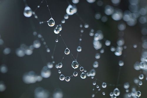 Dauwdruppels sur Shane van Dyk