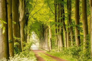 Avenue d'arbres avec flûtes sur le côté et clôture en vue sur KB Design & Photography (Karen Brouwer)