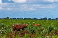 Schotse Hooglander op Tiengemeten van Merijn Loch thumbnail