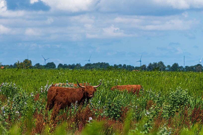 Schotse Hooglander op Tiengemeten van Merijn Loch