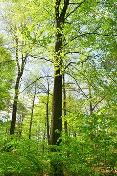 Hêtre dans la forêt au printemps sur Corinne Welp
