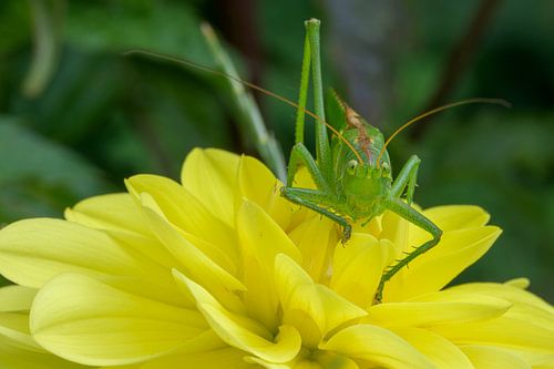 Groene sabelsprinkhaan