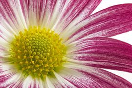 Chrysanthemum by Tanja van Beuningen