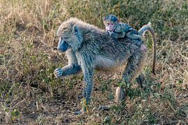 Pavian mit Baby auf dem Rücken – Serengeti, Tansania von RobinV