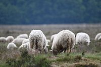 Schafe auf der Ginkelschen Heide