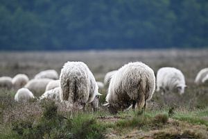 Moutons sur la lande de Ginkel sur Frank Mossink