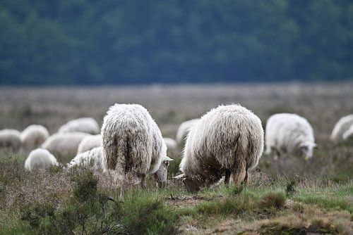 Schapen op de Ginkelse Heide