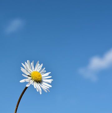 Madeliefjes van Heiko Kueverling