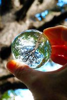 Baum in einer Linsenkugel.....