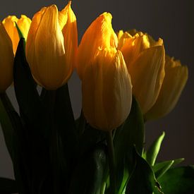 gele tulpen in donkere omgeving uitgelicht van Spijks PhotoGraphics