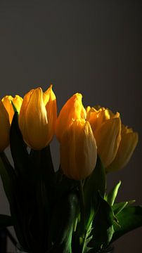 gele tulpen in donkere omgeving uitgelicht van Spijks PhotoGraphics