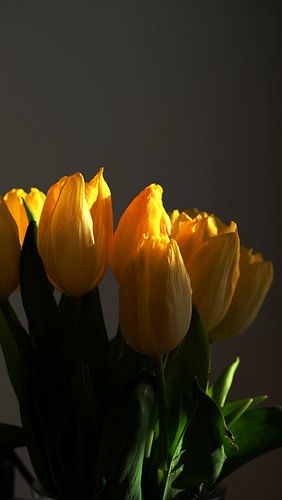 yellow tulips highlighted in dark surroundings
