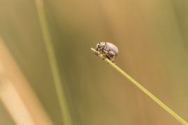 A little unidentified bug is walking on a grass leaf by Leon Doorn