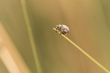 A little unidentified bug is walking on a grass leaf