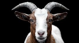 Tableau représentant une chèvre à cornes, photographie d'animaux de la ferme