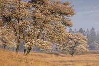 Flowering currant trees