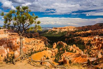 Bryce canyon national park von Ilya Korzelius