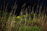 Kogel Grass