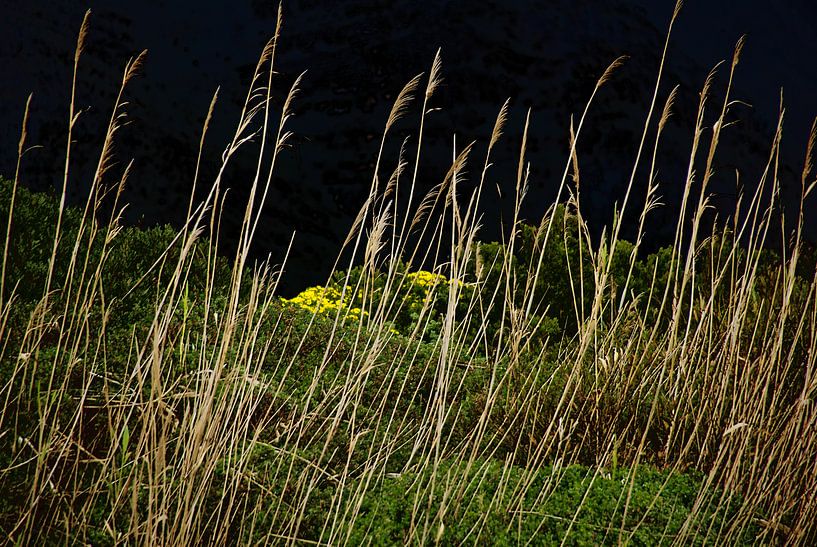 Kogel Grass par Christiane Behrmann