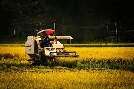 Mechanised harvesting under the Vietnamese sun by Frank Photos