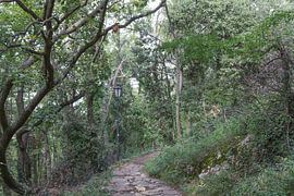 San Marino Forest by de-nue-pic