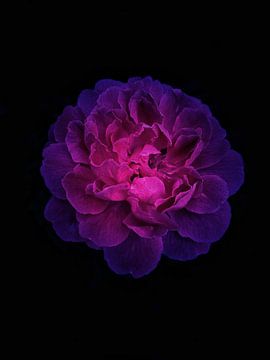 Blooming Pink Aura by Rizwana Khan