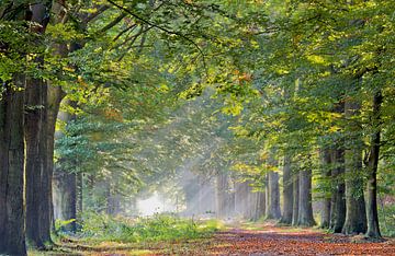 Herfstbos van Teuni's Dreams of Reality